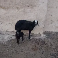 میش وبره جوان شکم اول