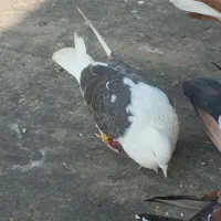 کفتر|پرنده|کارون, |دیوار