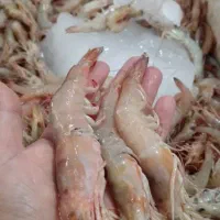 ماهی دریایی و پرورشی میگو