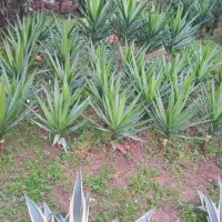 حراج گل یوکا