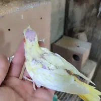 جوجه عروس