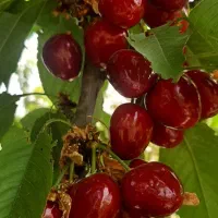 نهال گیلاس فرانسوی و بینگ آمریکای وگردو پربار