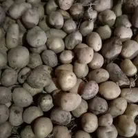 سیب زمینی نارن از تخم‌مرغ کوچکتر|خوردنی و آشامیدنی|ماکو, |دیوار