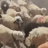 60راس بره ماده