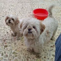 واگذاری سگ|سگ|یزد, |دیوار