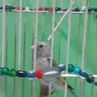 پرنده|پرنده|لاهیجان, خالو باغ|دیوار