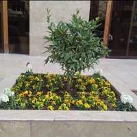 باغبانی -هرس و کار با اره برقی|خدمات باغبانی و درختکاری|کرمان, |دیوار