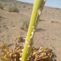 شیر درختچه شترک