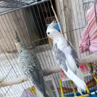 عروس هلندی پرنده فنچ کفتر قناری وغیره طوطی|پرنده|پاکدشت, خاتون آباد|دیوار