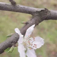 ملاسید مهدی عباسی هستم امور مربوط به طالع بینی و..