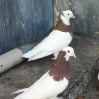 طوقی|پرنده|مینودشت, |دیوار