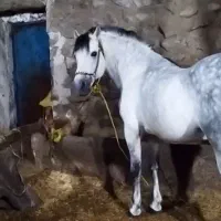 اسب کردی|اسب و تجهیزات اسب‌سواری|مهاباد (آذربایجان غربی), |دیوار