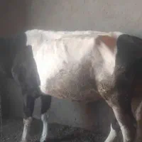 ماده‌گاوجوان‌باگوساله‌نرسیمینتال