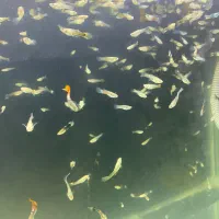 ماهی گوپی|ماهی|هشتگرد, شهرک ایران خودرو|دیوار