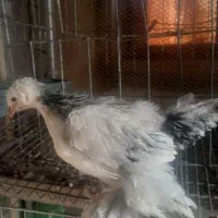 جوجه برهمالایت یک ماهه ویه روزه|حیوانات مزرعه|مرند, |دیوار