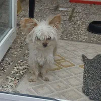 سگ نژاد گرگ شایر|سگ|سبزوار, غرب نیروگاه|دیوار