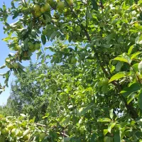 زمین زراعی باغ|فروش خانه و ویلا|پلدشت, |دیوار