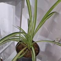 گل گندمی سانسوریا و کاکتوس