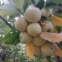 باغ جوان ومثمر|فروش زمین و ملک کلنگی|نهاوند, |دیوار