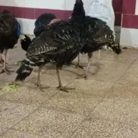 بوقلمون محلی ارزان