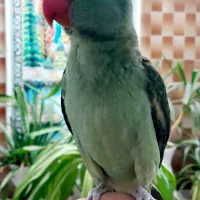 جوجه شاه طوطی|پرنده|مرودشت, بیست متری بیمارستان|دیوار