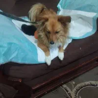 فروش سگ پامر روباهی
