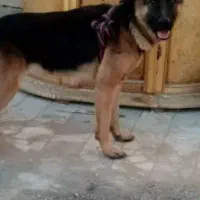 سگ ژرمن|سگ|ماهدشت, |دیوار