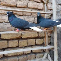 کبوتر ۳جفت زیل دمسفید|پرنده|تاکستان, |دیوار