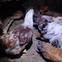 تعداد محدودی مرغ دورگه وارمینی و مرغ شاخدار