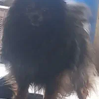 سگ پامرماده  3ساله