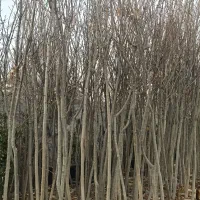 درخت زبان گنجشک