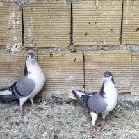 کفتر یا کبوتر