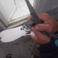 سوسکی باخت رفته|پرنده|ابهر, |دیوار