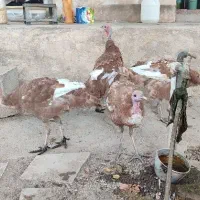 4عدد بوقلمون