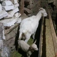 بز و بزغاله سانن