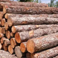 خرید فروش چوب و تنه درخت