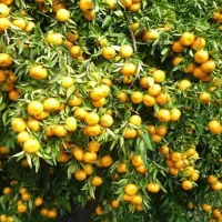 زمین-باغچه-سند-ثبتی-اب-برق