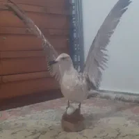 مجسمه مرغ دریایی