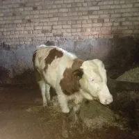 ۲گوساله خوش رخ|حیوانات مزرعه|دهگلان, |دیوار