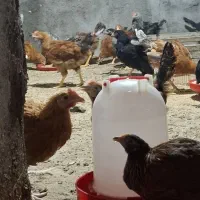 خروس ۱۷ هفته