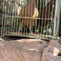 کفتر سرخ و زرد پشت هیکل جوجه