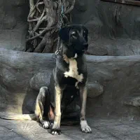 ماده کانگال اصیل