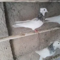 طوقی دورنگ|پرنده|کاشان, دانشگاه|دیوار