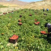 نیروی کار کشاورزی سیفی گوجه هندوانه خربزه