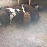 بره نر چاق کشتار|حیوانات مزرعه|ساوه, |دیوار