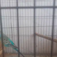 مرغ عشق نر|پرنده|گرگان, |دیوار