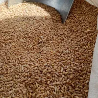 خوراک دام جمشیدی|حیوانات مزرعه|سیلاخور, |دیوار