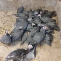 مرغ شاخدار یا سیستم یا به عبارتی مروارید|حیوانات مزرعه|کیاسر, |دیوار