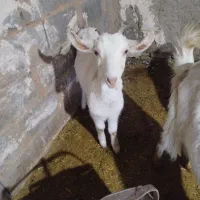 سه تا کهر ه|حیوانات مزرعه|حمیدیا, |دیوار