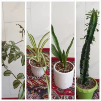 گل اپارتمانی